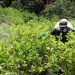 Colombia ha erradicado 103.100 hectáreas de coca en lo que va de 2021