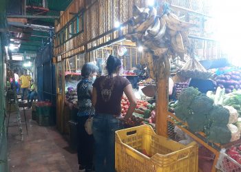Tachirenses sustituyen el consumo de plátano por el guineo ante el alza de los precios