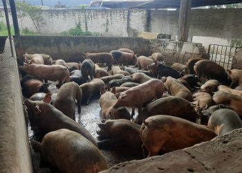 En Táchira: De 300 grandes productores de cerdo solo quedan 15