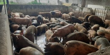 En Táchira: De 300 grandes productores de cerdo solo quedan 15