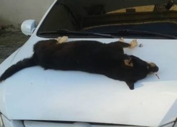Denuncian envenenamiento de animales en Las Lomas