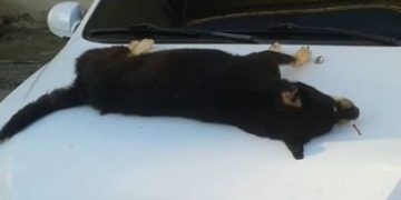 Denuncian envenenamiento de animales en Las Lomas