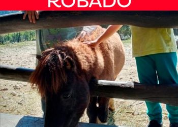 Roban animales de bioparque en Mérida