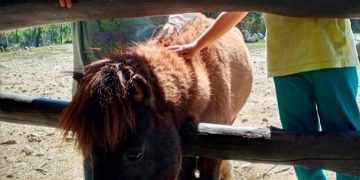 Roban animales de bioparque en Mérida