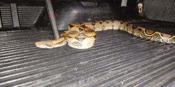 13 serpientes han capturado los bomberos de San Cristóbal durante el 2021