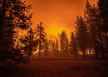 Incendios forestales dejaron 1.760 megatoneladas de carbono globales en 2021