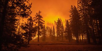 Incendios forestales dejaron 1.760 megatoneladas de carbono globales en 2021