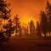 Incendios forestales dejaron 1.760 megatoneladas de carbono globales en 2021