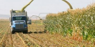 Sector privado produce un milagro agrícola en el país, afirma Sociedad de Ingenieros Agrónomos