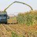 Sector privado produce un milagro agrícola en el país, afirma Sociedad de Ingenieros Agrónomos