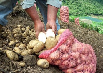 Productores de papas se reunirán en Quíbor para tratar de salvar sus cosechas