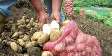 Productores de papas se reunirán en Quíbor para tratar de salvar sus cosechas