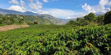 Realizarán Expoferia del Café en Boconó