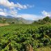 Realizarán Expoferia del Café en Boconó