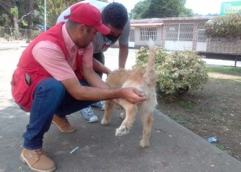 Misión Nevado celebra aniversario en Bella Vista con jornada veterinaria