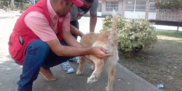Misión Nevado celebra aniversario en Bella Vista con jornada veterinaria