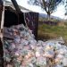 Habitantes del Páramo merideño cuidaron mercancía de camión accidentado