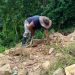Alcaldía y comunidad trabajan para reforestar el sector La Roca de Zea