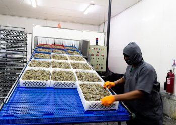 El lago de Maracaibo, de producir petróleo a camarones