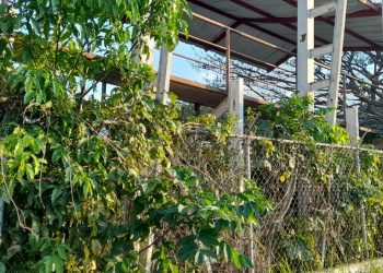 En una selva se convirtió el estadio de San Juan en el municipio Rafael Rangel