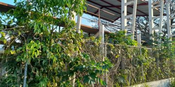 En una selva se convirtió el estadio de San Juan en el municipio Rafael Rangel