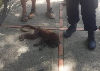 Abejas africanas pican a una niña y mataron a un mono