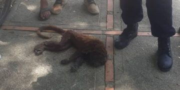 Abejas africanas pican a una niña y mataron a un mono