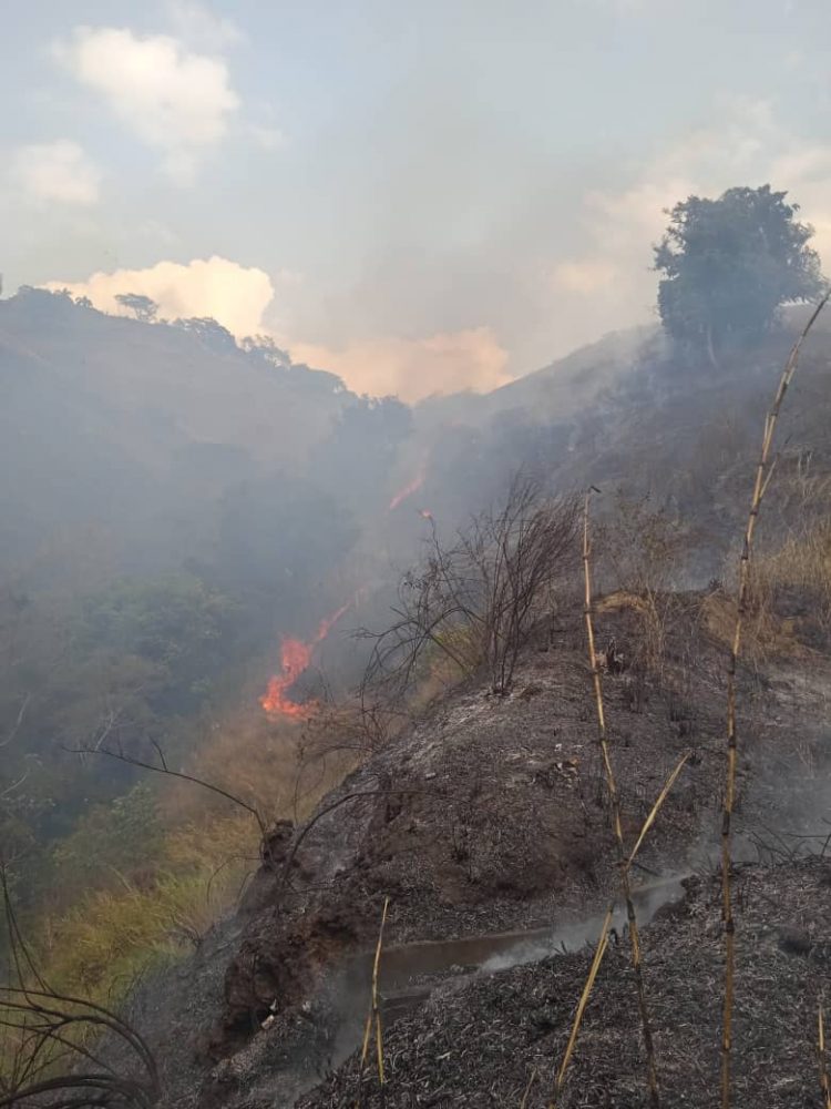 Bomberos de Boconó combaten incendios forestales