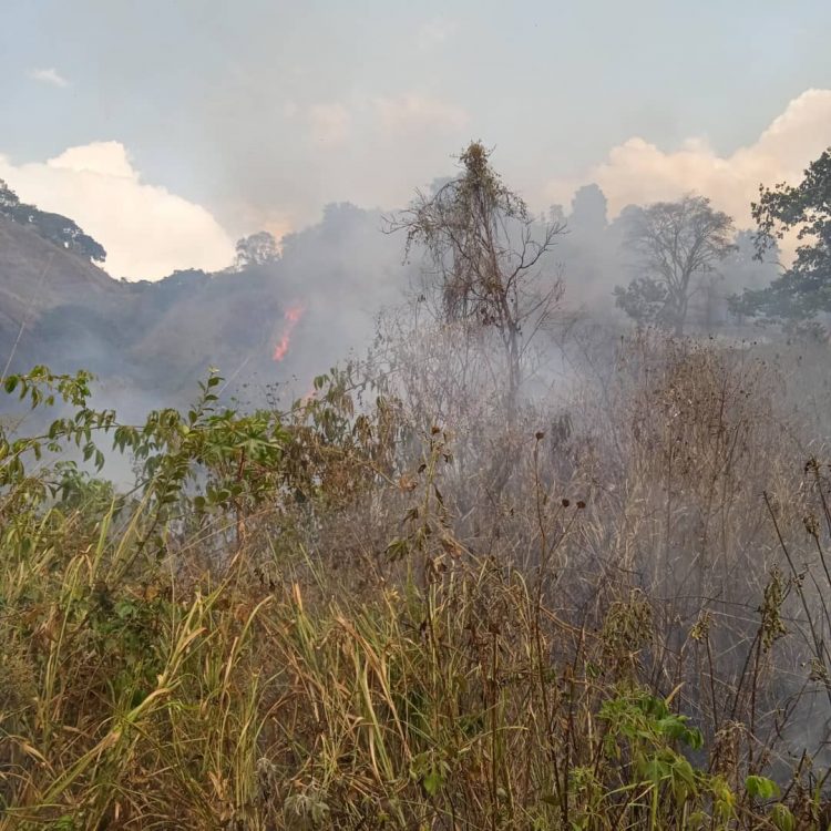 Bomberos de Boconó combaten incendios forestales