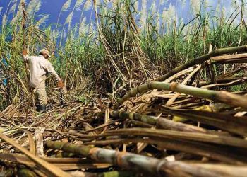 Incremento en la producción privada de azúcar cubre un tercio del consumo requerido