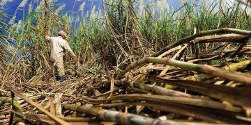 Incremento en la producción privada de azúcar cubre un tercio del consumo requerido