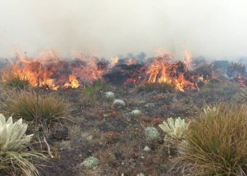 Extinguen incendio forestal en el municipio Trujillo