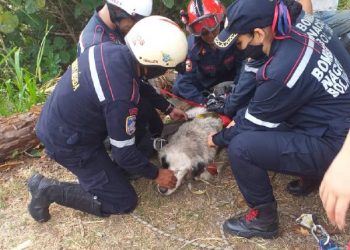 Bomberos rescatan dos perros mucuchiceros de un barranco en sector Las Heroínas