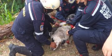 Bomberos rescatan dos perros mucuchiceros de un barranco en sector Las Heroínas