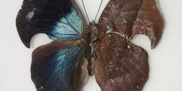 Avanzan los trabajos de recuperación de los túneles de la Rafael Caldera