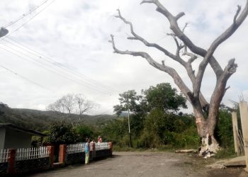 Árbol amenaza con causar tragedia en la urbanización Cacao I de Motatán