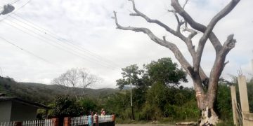 Árbol amenaza con causar tragedia en la urbanización Cacao I de Motatán