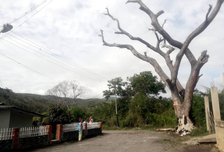 El gigantesco árbol prácticamente sobre la vivienda de Matilde Rivas y Orangel Palacios.