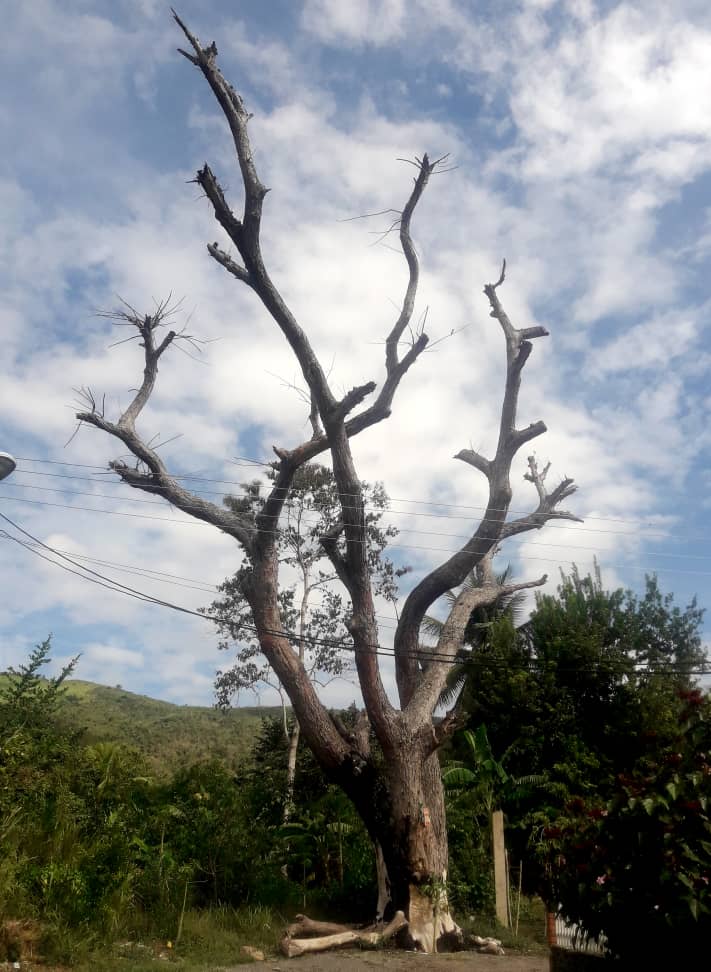 Árbol amenaza con causar tragedia en la urbanización Cacao I de Motatán
