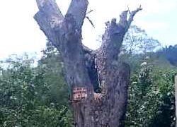 Cortaron “el gigantesco árbol” que mantenía en vilo a vecinos del Cacao I de Motatán