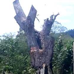 Cortaron “el gigantesco árbol” que mantenía en vilo a vecinos del Cacao I de Motatán