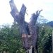 Cortaron “el gigantesco árbol” que mantenía en vilo a vecinos del Cacao I de Motatán