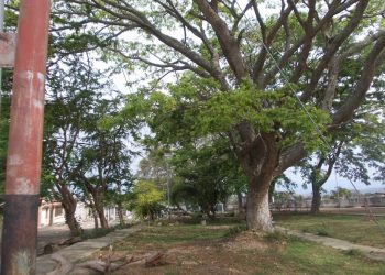 Árbol que se precipitó al vacío a la media noche en avenida 2 de Betijoque