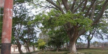 Árbol que se precipitó al vacío a la media noche en avenida 2 de Betijoque