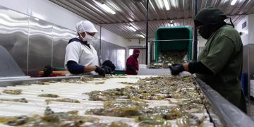 Las exportaciones de Venezuela a EE.UU. aumentaron un 80 % en 2021