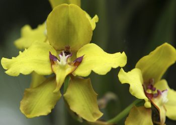 Ecuador presenta su plan nacional para conservar orquídeas