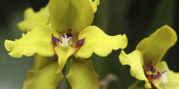 Ecuador presenta su plan nacional para conservar orquídeas