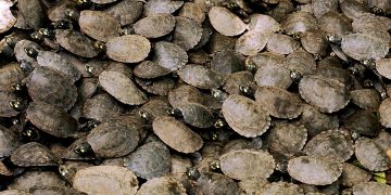 Venezuela inaugura un centro de formación de guardaparques para jóvenes