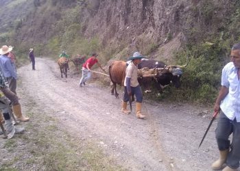 Campesinos de Carache arreglan vías agrícolas