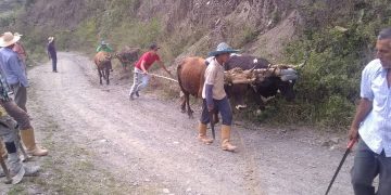 Campesinos de Carache arreglan vías agrícolas